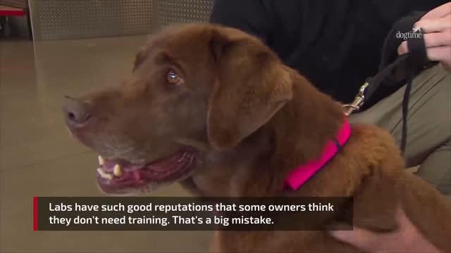labrador rescue dogs